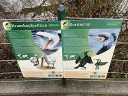 Explanation on the Dalmatian Pelican and Great Cormorant at the Schönbrunn Zoo