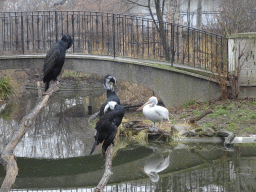 Great Cormorants and Dalmatian Pelican at the Schönbrunn Zoo