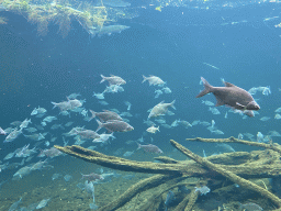 Fishes at the start of the Nature Adventure Trail at the Schönbrunn Zoo