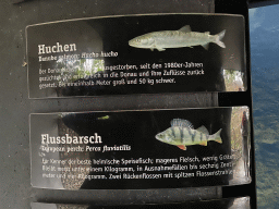 Explanation on the Danube Salmon and European Perch at the start of the Nature Adventure Trail at the Schönbrunn Zoo