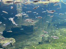 Common Minnows at the start of the Nature Adventure Trail at the Schönbrunn Zoo