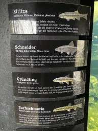 Explanation on the Common Minnow, Spirlin, Gudgeon and Stone Loach at the start of the Nature Adventure Trail at the Schönbrunn Zoo