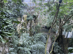 Interior of the Rainforest House at the Schönbrunn Zoo