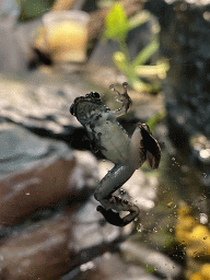 Frog at the Rainforest House at the Schönbrunn Zoo