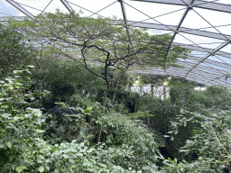 Interior of the Rainforest House at the Schönbrunn Zoo