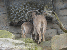 Barbary Sheep at the Schönbrunn Zoo