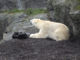 Polar Bear at the Schönbrunn Zoo