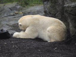 Polar Bear at the Schönbrunn Zoo