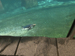 Rockhopper Penguin under water at the Polarium at the Schönbrunn Zoo