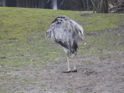 Greater Rhea at the Schönbrunn Zoo