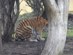 Siberian Tiger at the Schönbrunn Zoo