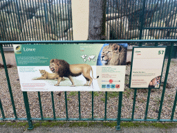 Explanation on the Lion at the Schönbrunn Zoo