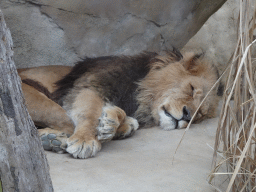 Lion at the Schönbrunn Zoo