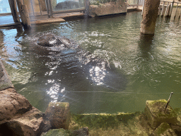 Hippopotamuses at the Hippopotamus House at the Schönbrunn Zoo