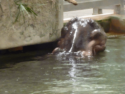 Hippopotamus at the Hippopotamus House at the Schönbrunn Zoo