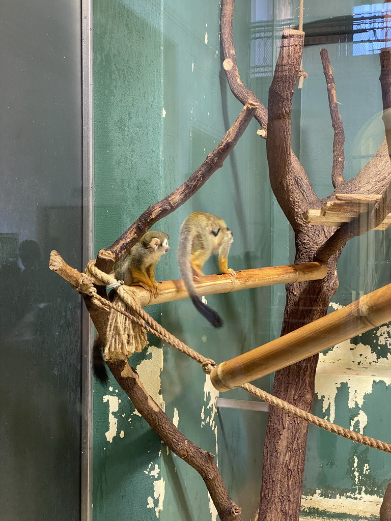 Squirrel Monkeys with young at the Monkey House at the Schönbrunn Zoo