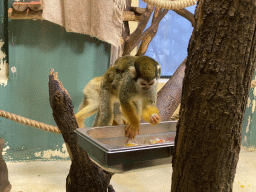 Squirrel Monkeys with young at the Monkey House at the Schönbrunn Zoo