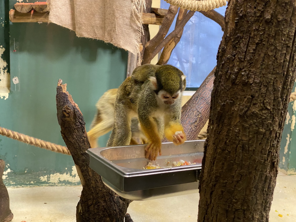 Squirrel Monkeys with young at the Monkey House at the Schönbrunn Zoo