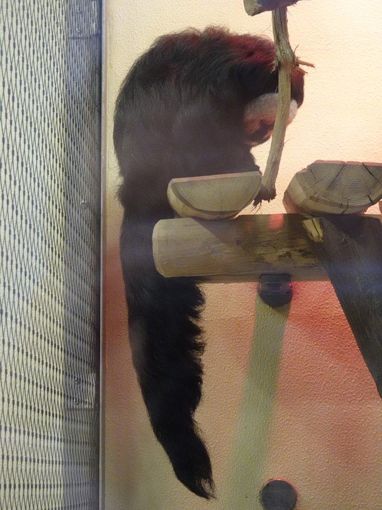 White-faced Saki at the Monkey House at the Schönbrunn Zoo