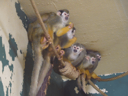 Squirrel Monkeys at the Monkey House at the Schönbrunn Zoo