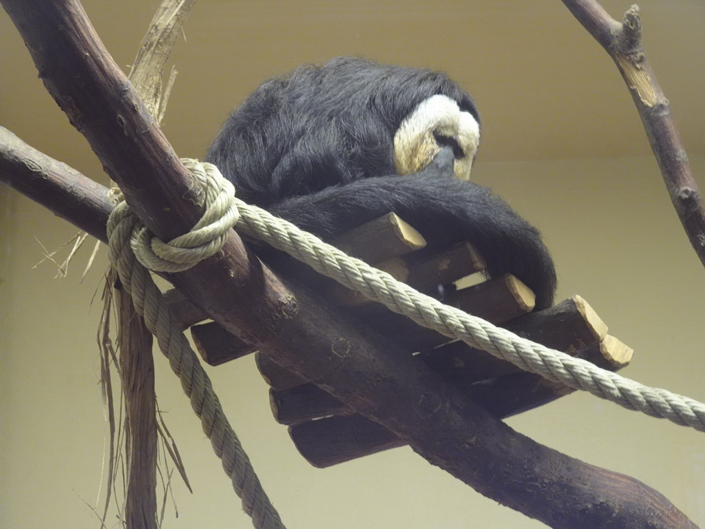 White-faced Saki at the Monkey House at the Schönbrunn Zoo