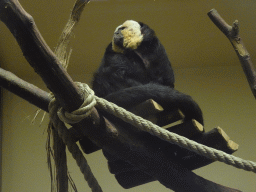 White-faced Saki at the Monkey House at the Schönbrunn Zoo