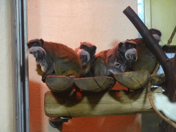 Emperor Tamarins at the Monkey House at the Schönbrunn Zoo