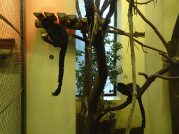 Goeldi`s Monkeys at the Monkey House at the Schönbrunn Zoo