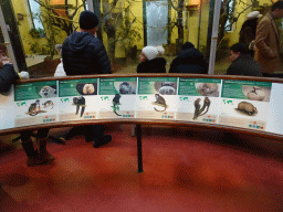 Explanation on the Squirrel Monkey, White-faced Saki, Goeldi`s Monkey, Emperor Tamarin, Pygmy Marmoset and Southern Three-banded Armadillo at the Monkey House at the Schönbrunn Zoo