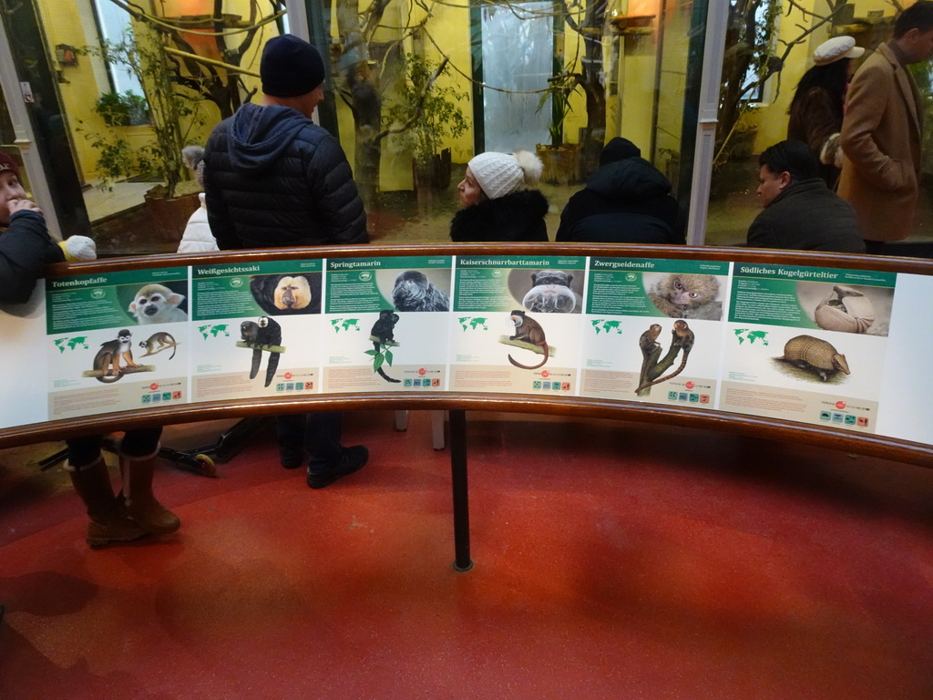 Explanation on the Squirrel Monkey, White-faced Saki, Goeldi`s Monkey, Emperor Tamarin, Pygmy Marmoset and Southern Three-banded Armadillo at the Monkey House at the Schönbrunn Zoo