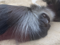 Sleeping Western Black-and-white Colobus at the Monkey House at the Schönbrunn Zoo