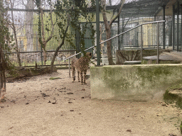 Cheetah at the Schönbrunn Zoo