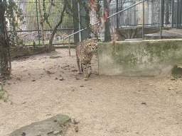 Cheetah at the Schönbrunn Zoo
