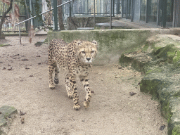 Cheetah at the Schönbrunn Zoo