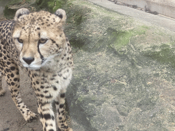 Cheetah at the Schönbrunn Zoo