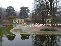 Greater Flamingos at the Schönbrunn Zoo
