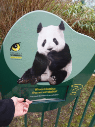 Information on the Giant Panda at the Schönbrunn Zoo
