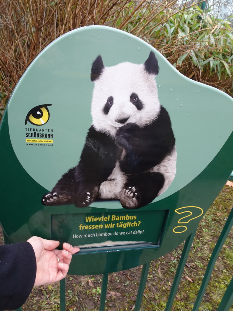 Information on the Giant Panda at the Schönbrunn Zoo