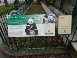 Explanation on the Giant Panda at the Schönbrunn Zoo