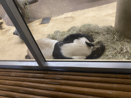 Sleeping Giant Panda at the Panda House at the Schönbrunn Zoo