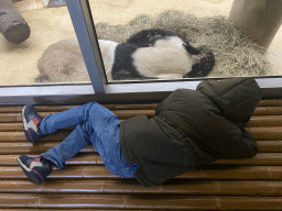 Max with a sleeping Giant Panda at the Panda House at the Schönbrunn Zoo