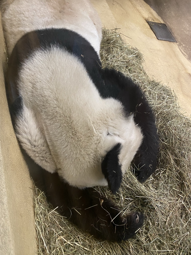 Sleeping Giant Panda at the Panda House at the Schönbrunn Zoo