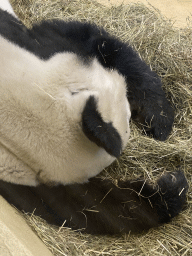 Sleeping Giant Panda at the Panda House at the Schönbrunn Zoo