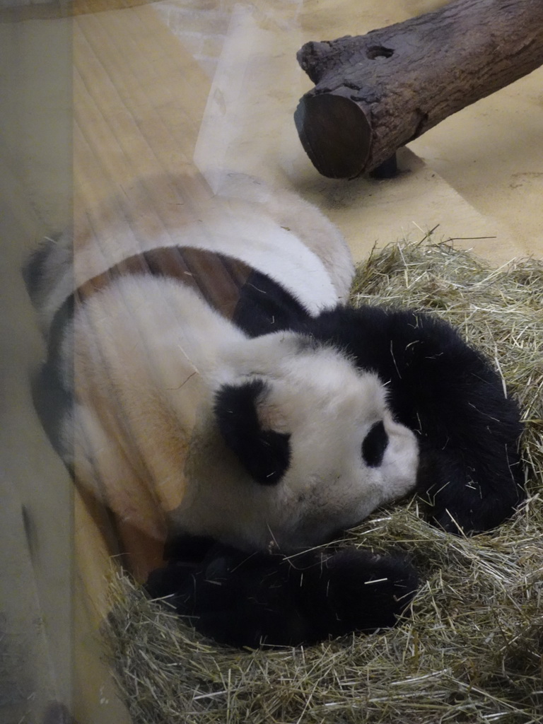 Sleeping Giant Panda at the Panda House at the Schönbrunn Zoo