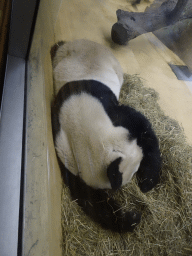 Sleeping Giant Panda at the Panda House at the Schönbrunn Zoo