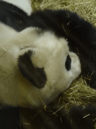 Sleeping Giant Panda at the Panda House at the Schönbrunn Zoo