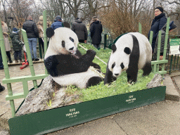 Cardboard of Giant Pandas Yang Yang and Yuán Yuán at the Schönbrunn Zoo