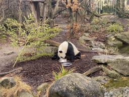 Eating Giant Panda at the Schönbrunn Zoo