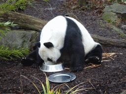 Eating Giant Panda at the Schönbrunn Zoo