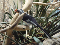 Von Der Decken`s hornbill at the East Africa House at the Schönbrunn Zoo